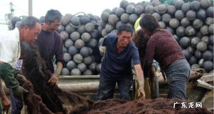 龙须菜是啥 什么是龙须菜?