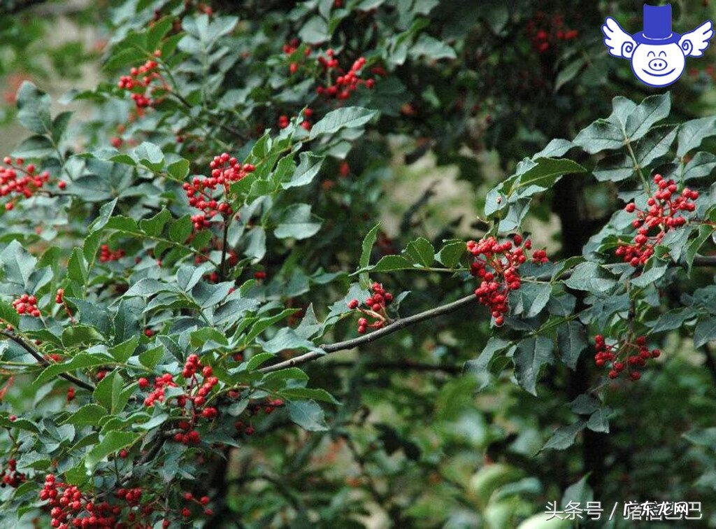 坟上长柳树的关于风水 猪场后边有柳树风水