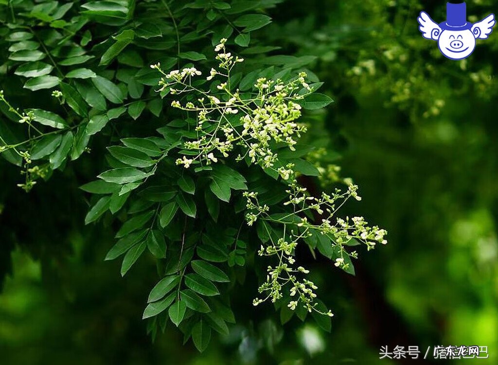 坟上长柳树的关于风水 猪场后边有柳树风水