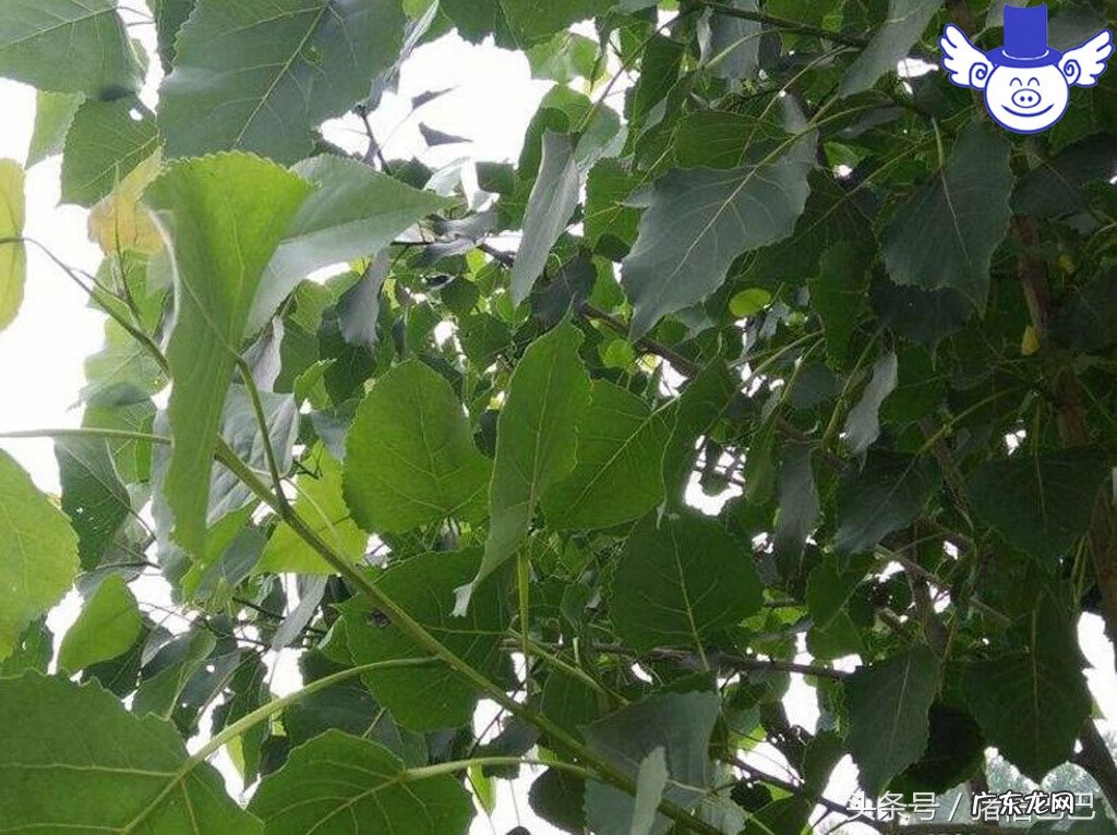 坟上长柳树的关于风水 猪场后边有柳树风水