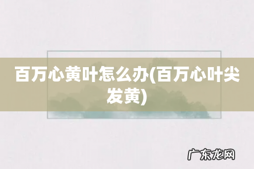 百万心叶尖发黄 百万心黄叶怎么办