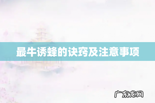 最牛诱蜂的诀窍及注意事项