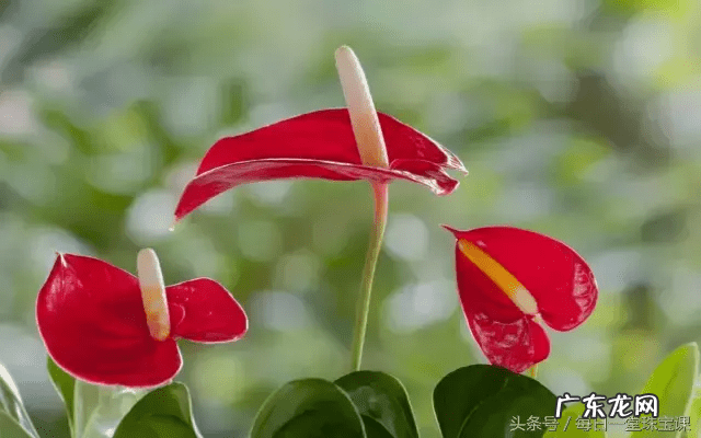 宝剑悬挂位置 风水 风水宝剑是什么寓意