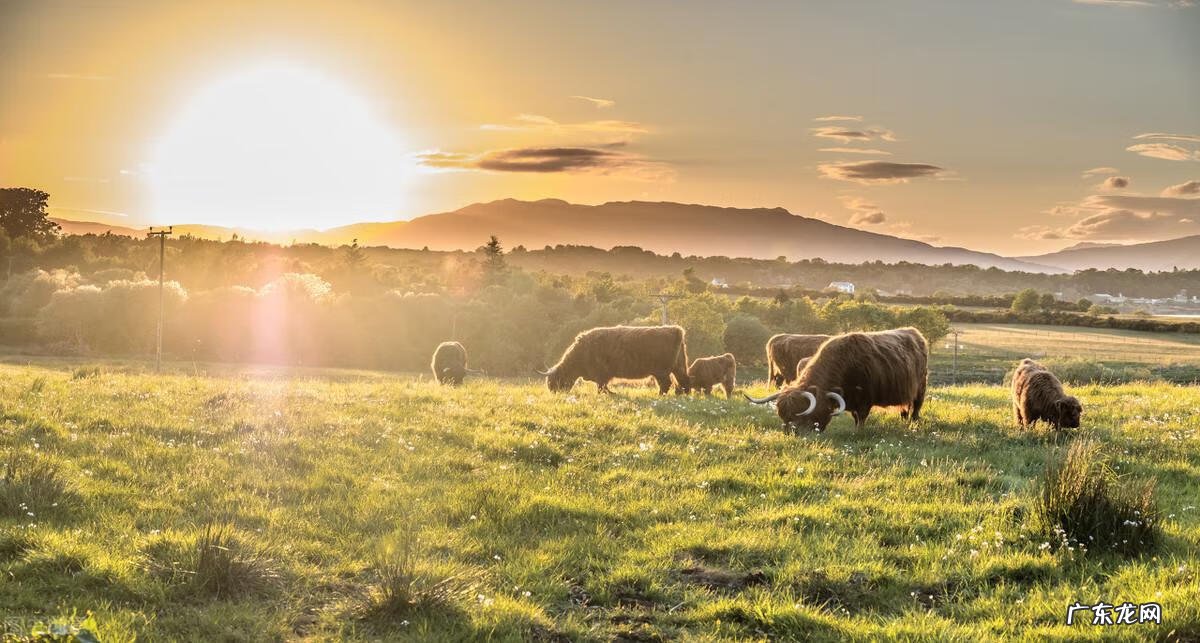 长颈鹿英语趣味学 长颈鹿英语怎么说读