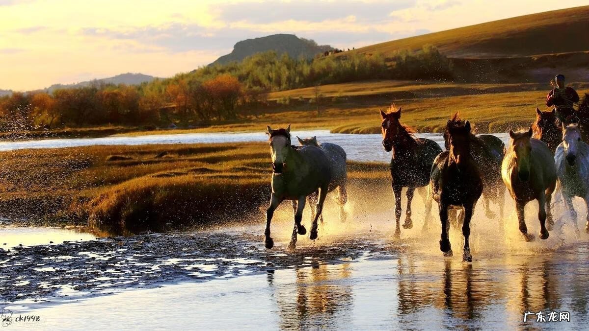 长颈鹿英语趣味学 长颈鹿英语怎么说读