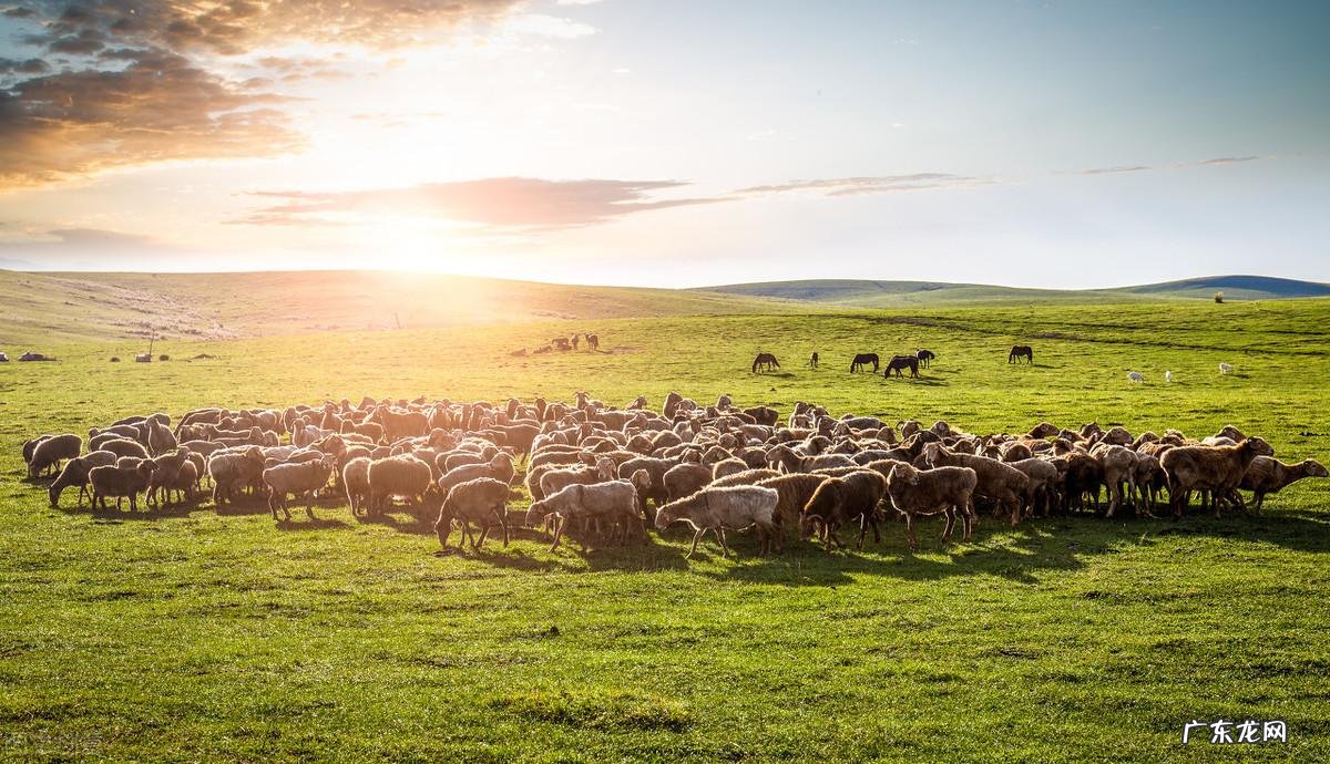 长颈鹿英语趣味学 长颈鹿英语怎么说读