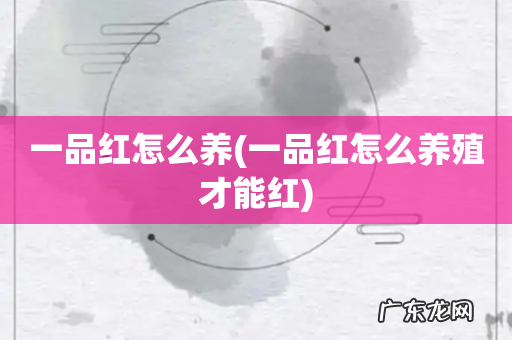 一品红怎么养殖才能红 一品红怎么养