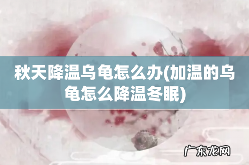 加温的乌龟怎么降温冬眠 秋天降温乌龟怎么办