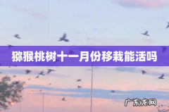 猕猴桃树十一月份移栽能活吗