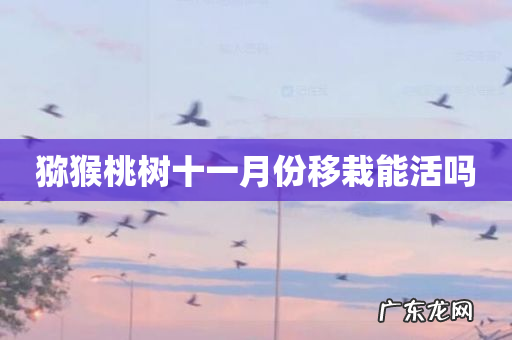 猕猴桃树十一月份移栽能活吗