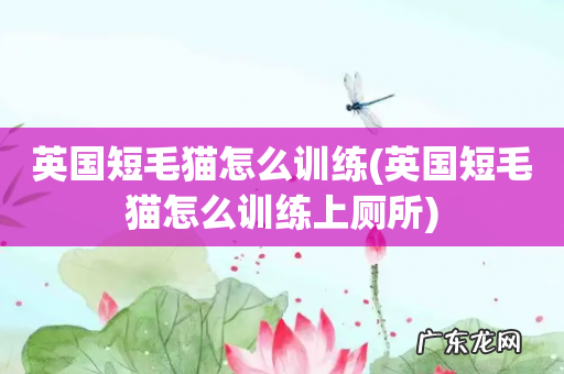 英国短毛猫怎么训练上厕所 英国短毛猫怎么训练