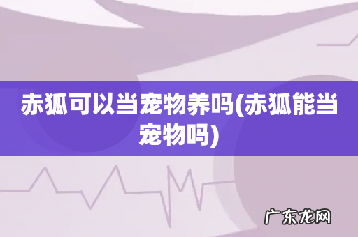 赤狐能当宠物吗 赤狐可以当宠物养吗