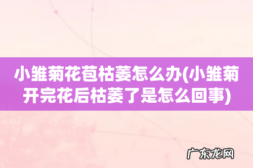 小雏菊开完花后枯萎了是怎么回事 小雏菊花苞枯萎怎么办