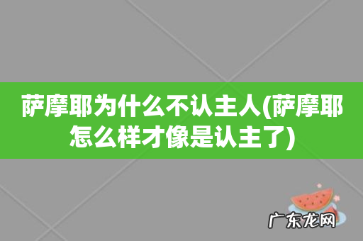 萨摩耶怎么样才像是认主了 萨摩耶为什么不认主人