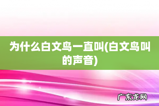 白文鸟叫的声音 为什么白文鸟一直叫