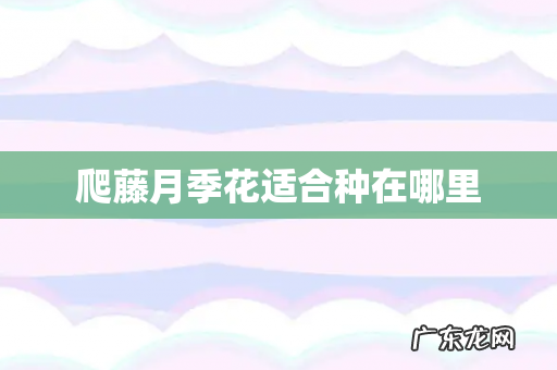 爬藤月季花适合种在哪里