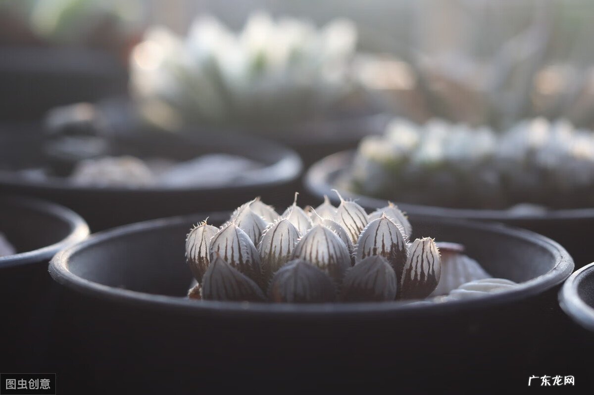 琉璃殿多肉 琉璃殿多肉简介