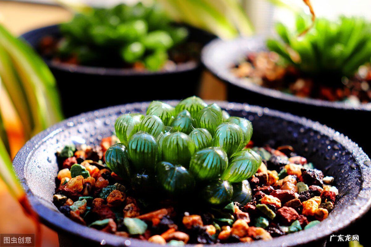 琉璃殿多肉 琉璃殿多肉简介