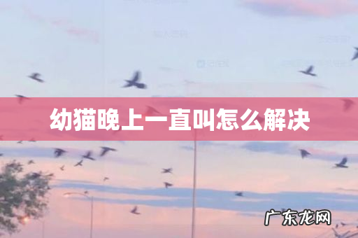 幼猫晚上一直叫怎么解决