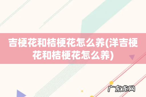 洋吉梗花和桔梗花怎么养 吉梗花和桔梗花怎么养