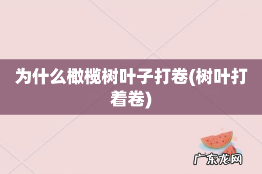 树叶打着卷 为什么橄榄树叶子打卷