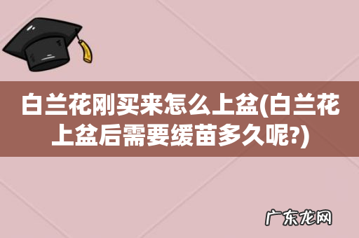 白兰花上盆后需要缓苗多久呢? 白兰花刚买来怎么上盆