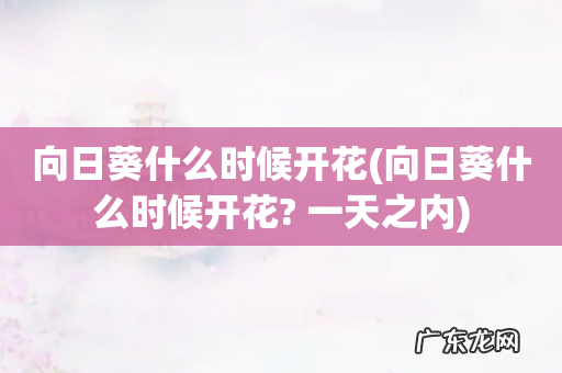 向日葵什么时候开花? 一天之内 向日葵什么时候开花