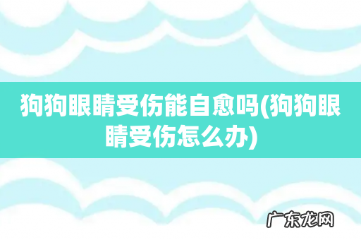狗狗眼睛受伤怎么办 狗狗眼睛受伤能自愈吗