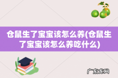 仓鼠生了宝宝该怎么养吃什么 仓鼠生了宝宝该怎么养