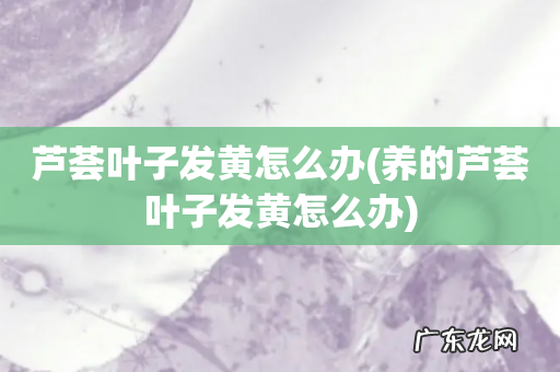 养的芦荟叶子发黄怎么办 芦荟叶子发黄怎么办