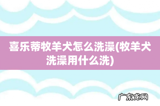 牧羊犬洗澡用什么洗 喜乐蒂牧羊犬怎么洗澡