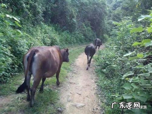 农村风水先生可靠吗 农村小田哥讲风水