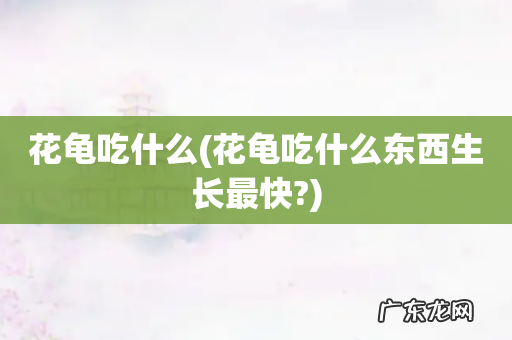花龟吃什么东西生长最快? 花龟吃什么