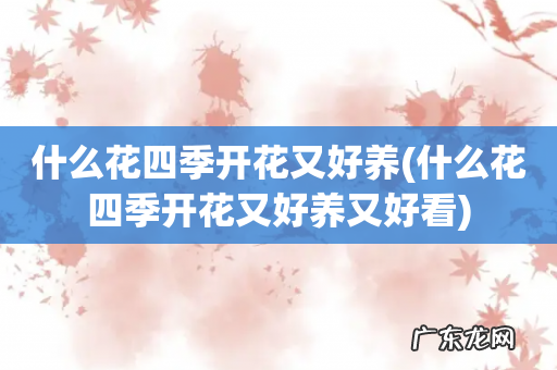 什么花四季开花又好养又好看 什么花四季开花又好养
