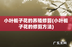 小叶栀子花的修剪方法 小叶栀子花的养殖修剪