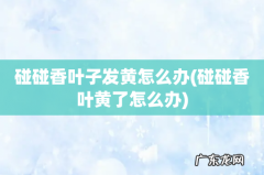 碰碰香叶黄了怎么办 碰碰香叶子发黄怎么办