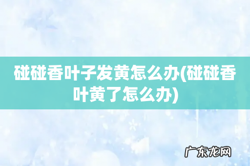 碰碰香叶黄了怎么办 碰碰香叶子发黄怎么办
