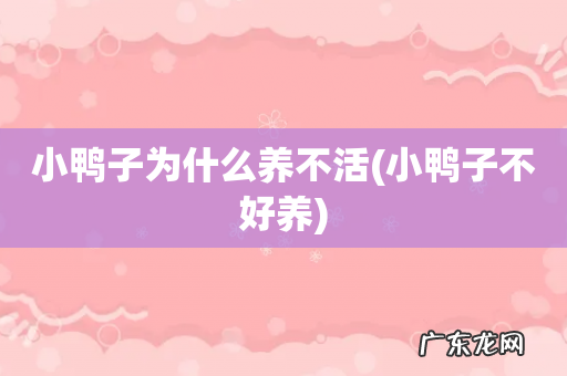小鸭子不好养 小鸭子为什么养不活