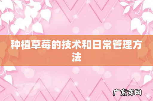 种植草莓的技术和日常管理方法