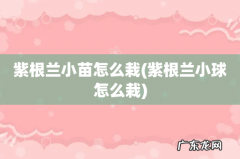 紫根兰小球怎么栽 紫根兰小苗怎么栽