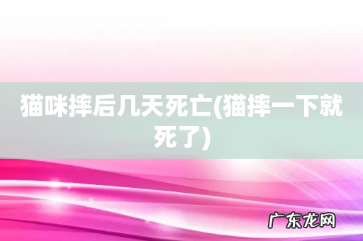 猫摔一下就死了 猫咪摔后几天死亡
