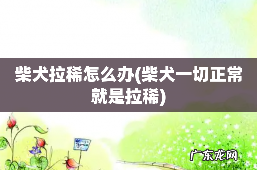 柴犬一切正常就是拉稀 柴犬拉稀怎么办