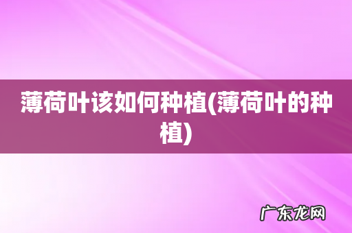 薄荷叶的种植 薄荷叶该如何种植