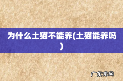土猫能养吗 为什么土猫不能养
