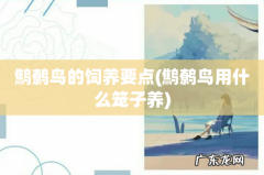 鹪鹩鸟用什么笼子养 鹪鹩鸟的饲养要点