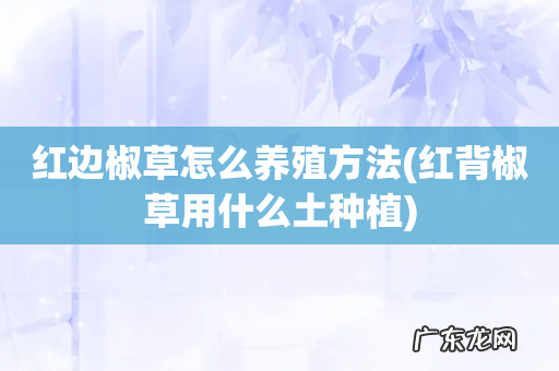红背椒草用什么土种植 红边椒草怎么养殖方法