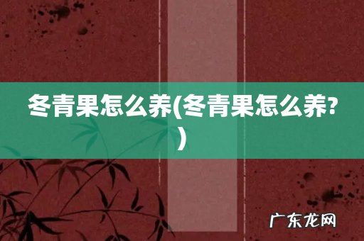 冬青果怎么养? 冬青果怎么养