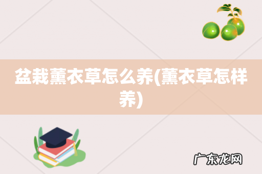 薰衣草怎样养 盆栽薰衣草怎么养