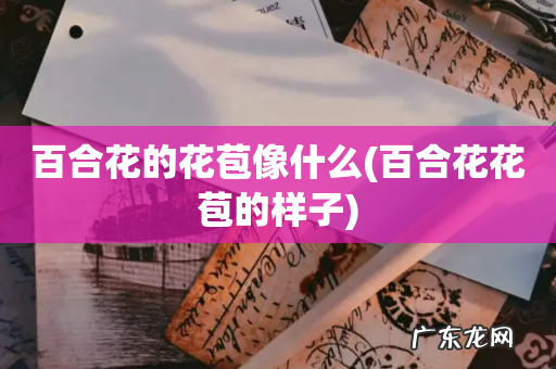 百合花花苞的样子 百合花的花苞像什么