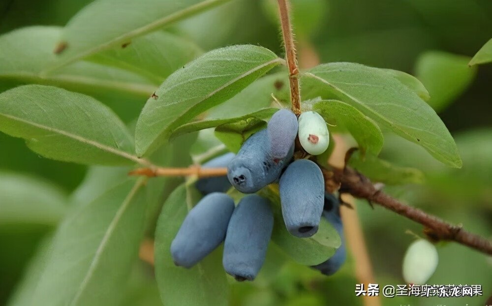 蓝靛果分为几个品种 蓝靛果种植环境与条件